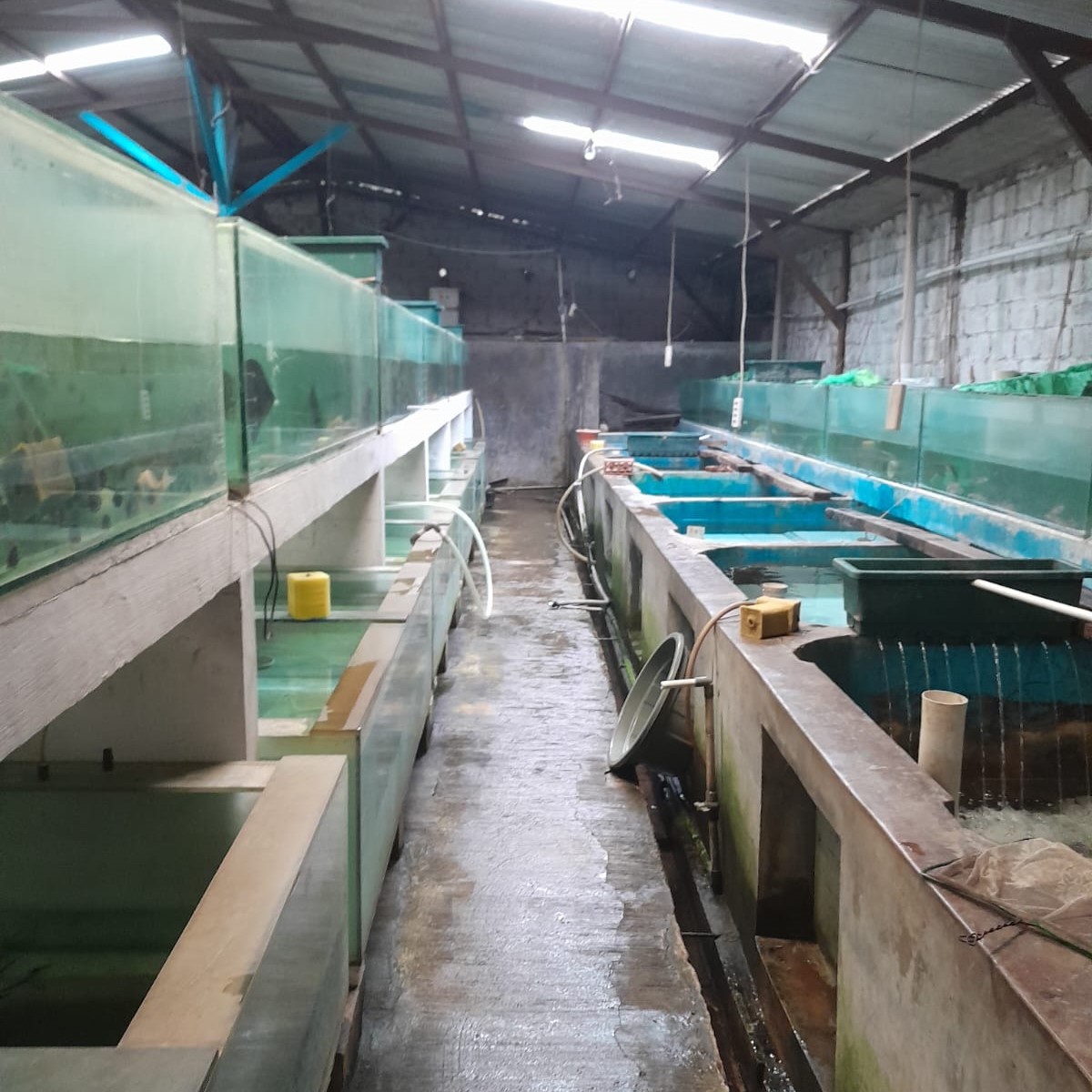 World Tropical Fish Indonesia Farm Facilities
