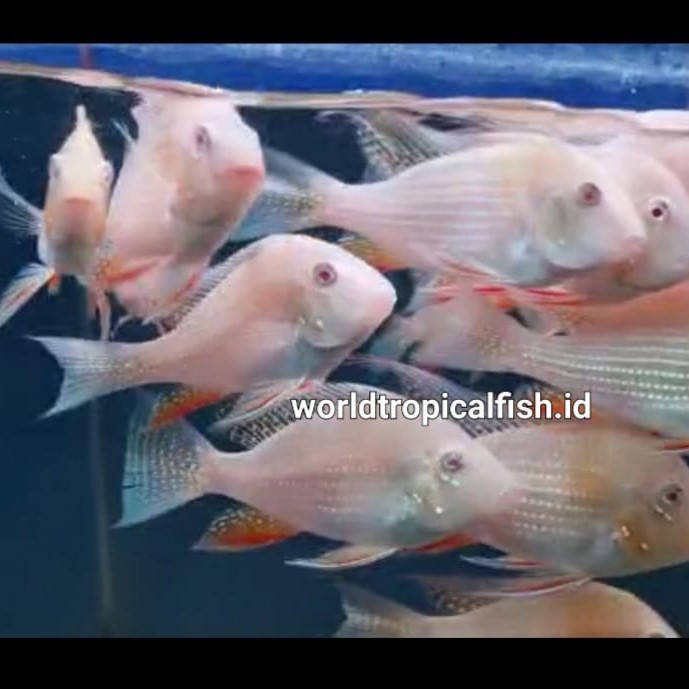 Ornamental Fishes for Export